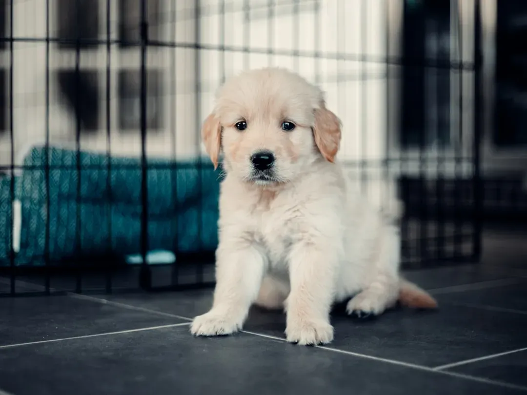 #7 - Giving Them the Run of the House Right Away (Image Credits: Unsplash)