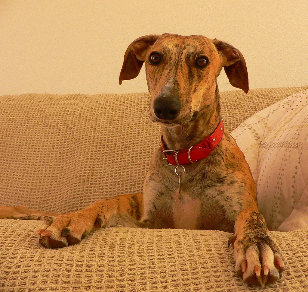 Conclusion: Your Dog Is Not Magic, But They Might Be Your Most Honest Mirror (Marianne Perdomo, Flickr, CC BY-SA 2.0)