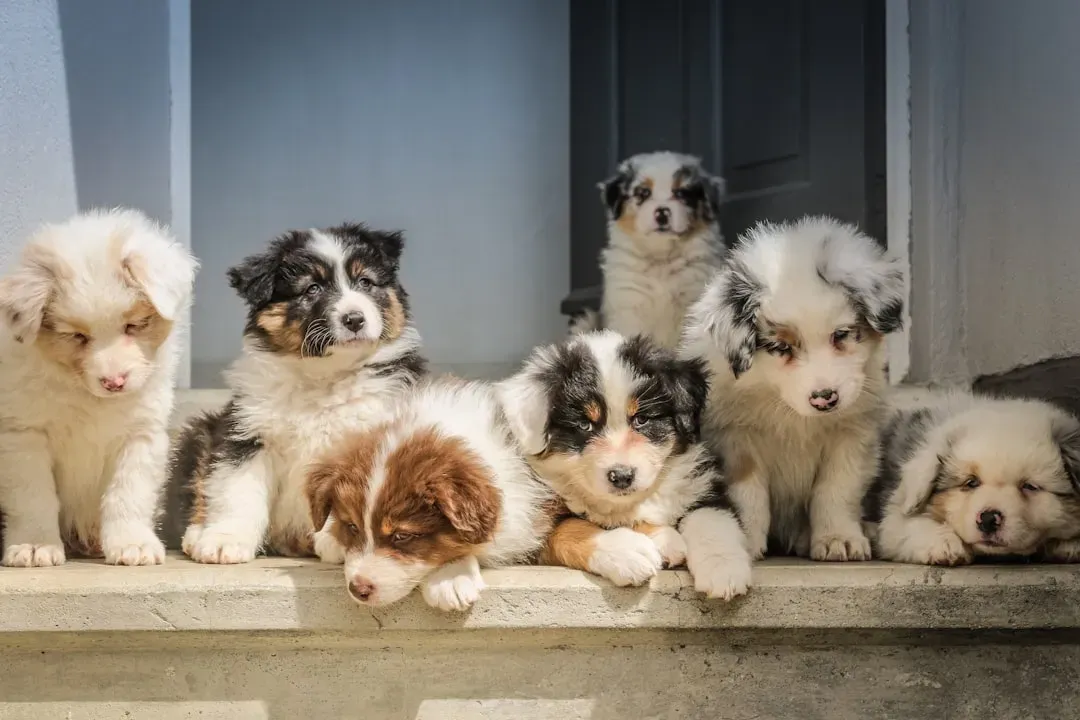 #4 - Giving Free Roam of the House Before It's Earned (Image Credits: Unsplash)