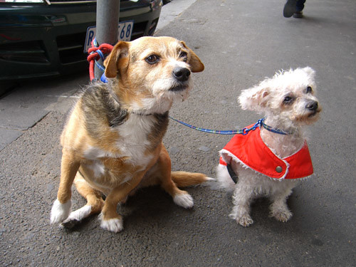 Excessive Salt - The Kidney Crusher (Image Credits: Flickr)