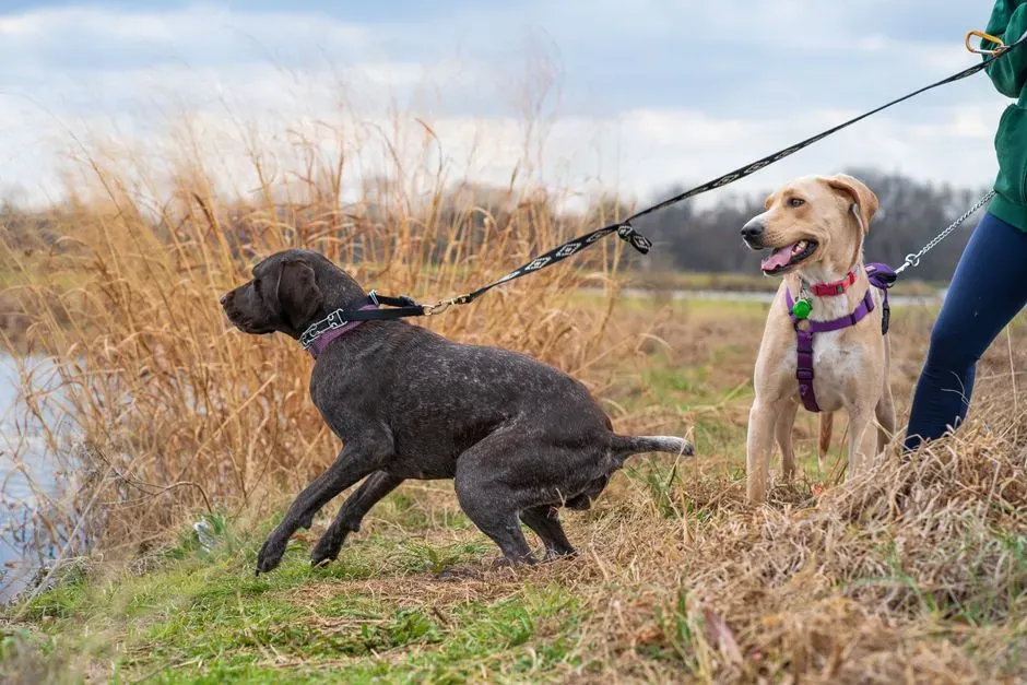 Pulling on the Leash Toward Interesting Spots (Image Credits: Pexels)