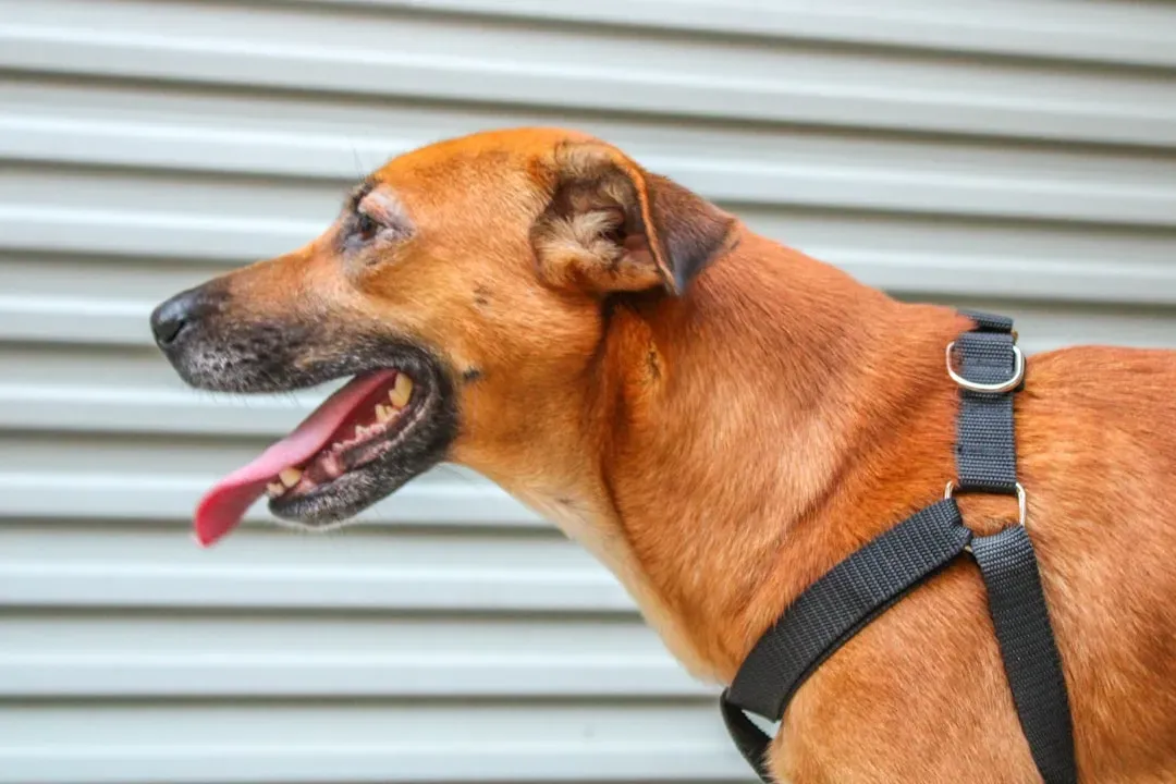 What It Means When Your Dog Looks Away From You (Image Credits: Unsplash)