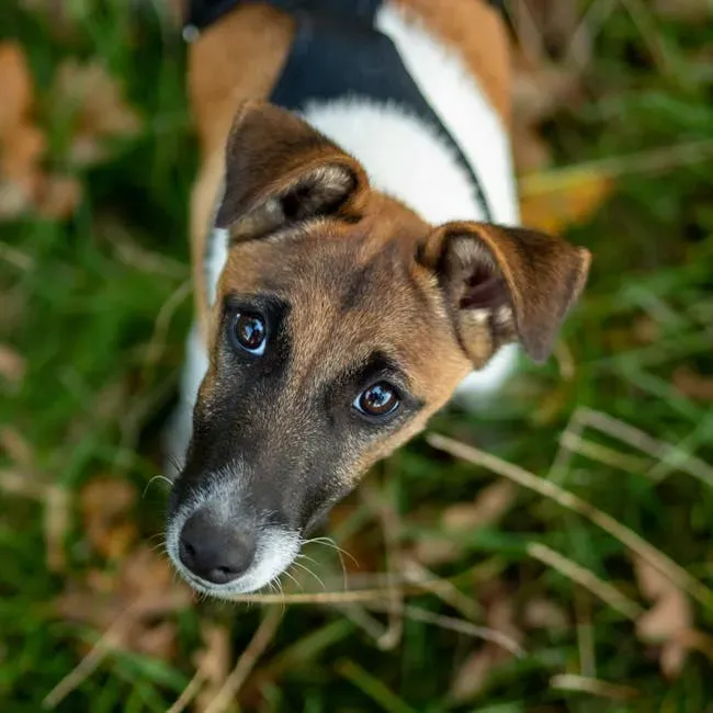 #12: Toy Fox Terrier - Tiny Warrior, Total Aries Energy (Image Credits: Pexels)