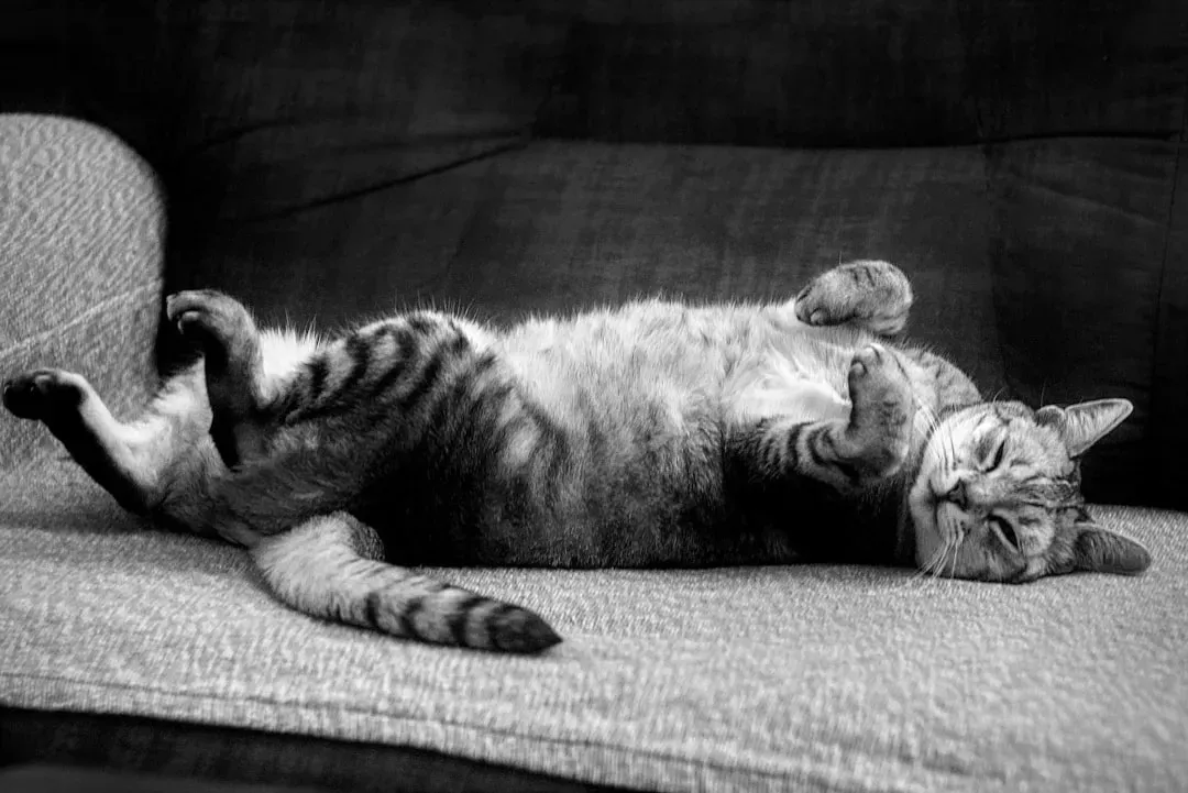 Showing You Their Belly (Image Credits: Unsplash)