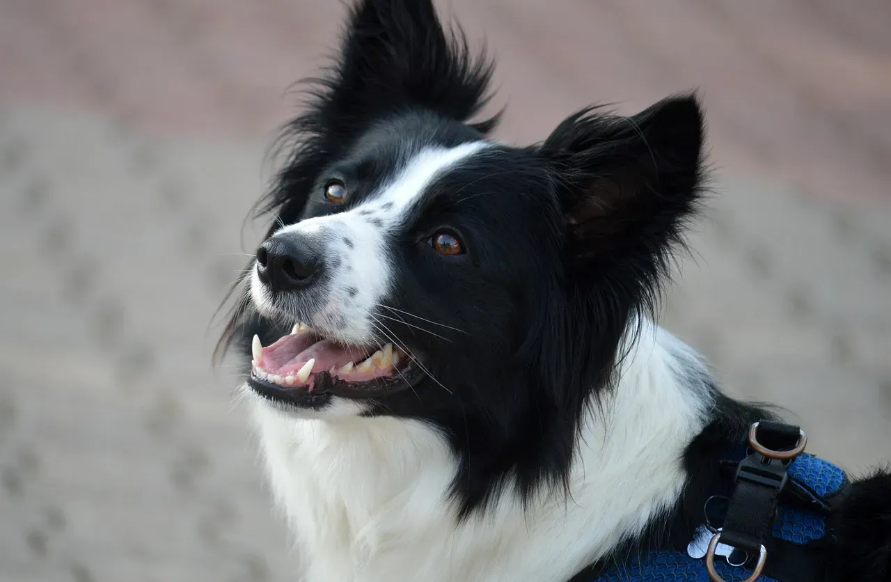Border Collie: Structure Disguised as Freedom (The Exception) (Image Credits: Pixabay)