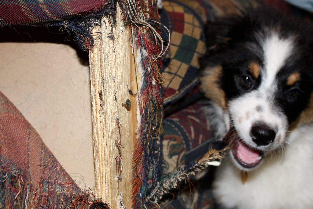 Destructive Behavior or Excessive Chewing (Image Credits: Flickr)