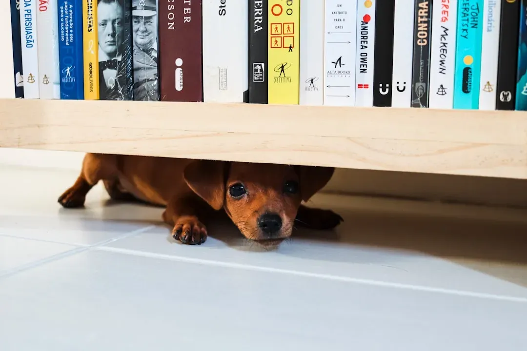 8. Hiding In Unusual Places (Image Credits: Unsplash)