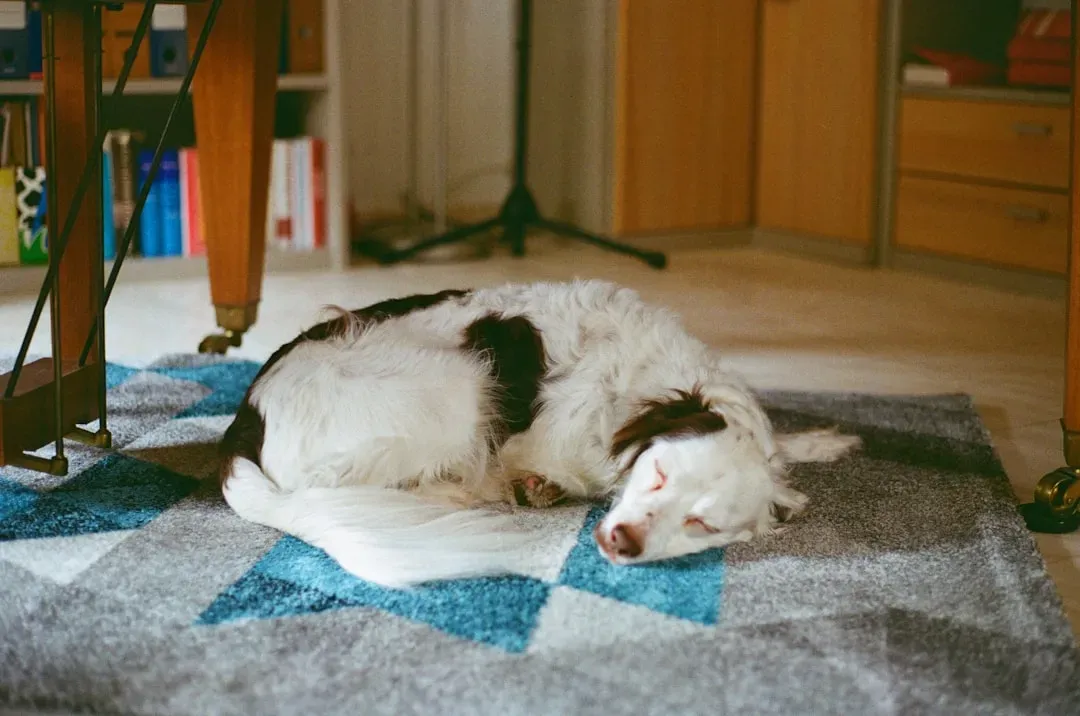 Why Dogs Experience Time Zone Disruption in the First Place (Image Credits: Unsplash)