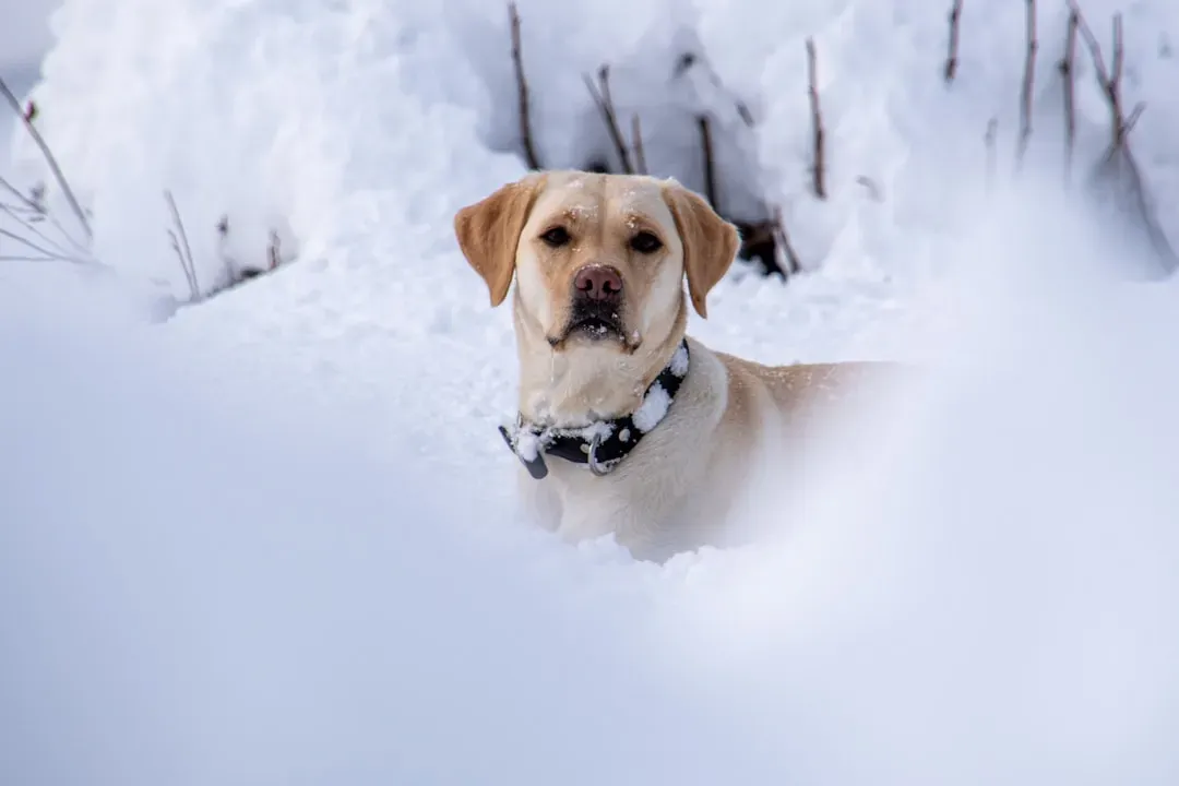 20. Labrador Retriever – All-Weather Enthusiast With a Winter Edge (Image Credits: Unsplash)