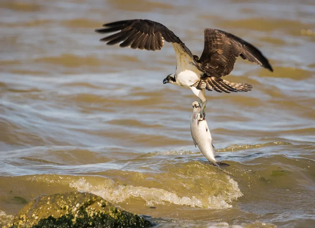 2. Reversible Toes Turn Their Feet Into Natural Fish Grippers (Rifa21, Flickr, CC BY 2.0)