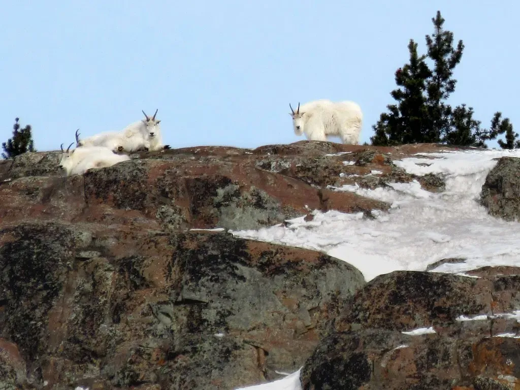 Alaska: The Northern Stronghold (Image Credits: Flickr)