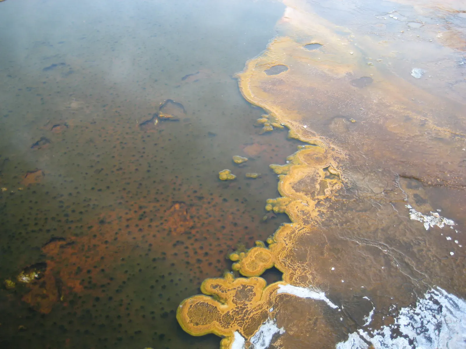 How Ancient Microbial Innovations Still Drive Global Climate Cycles (By Penny Higgins (paleololigo on Flickr) https://www.flickr.com/photos/paleololigo/, CC BY-SA 2.0)