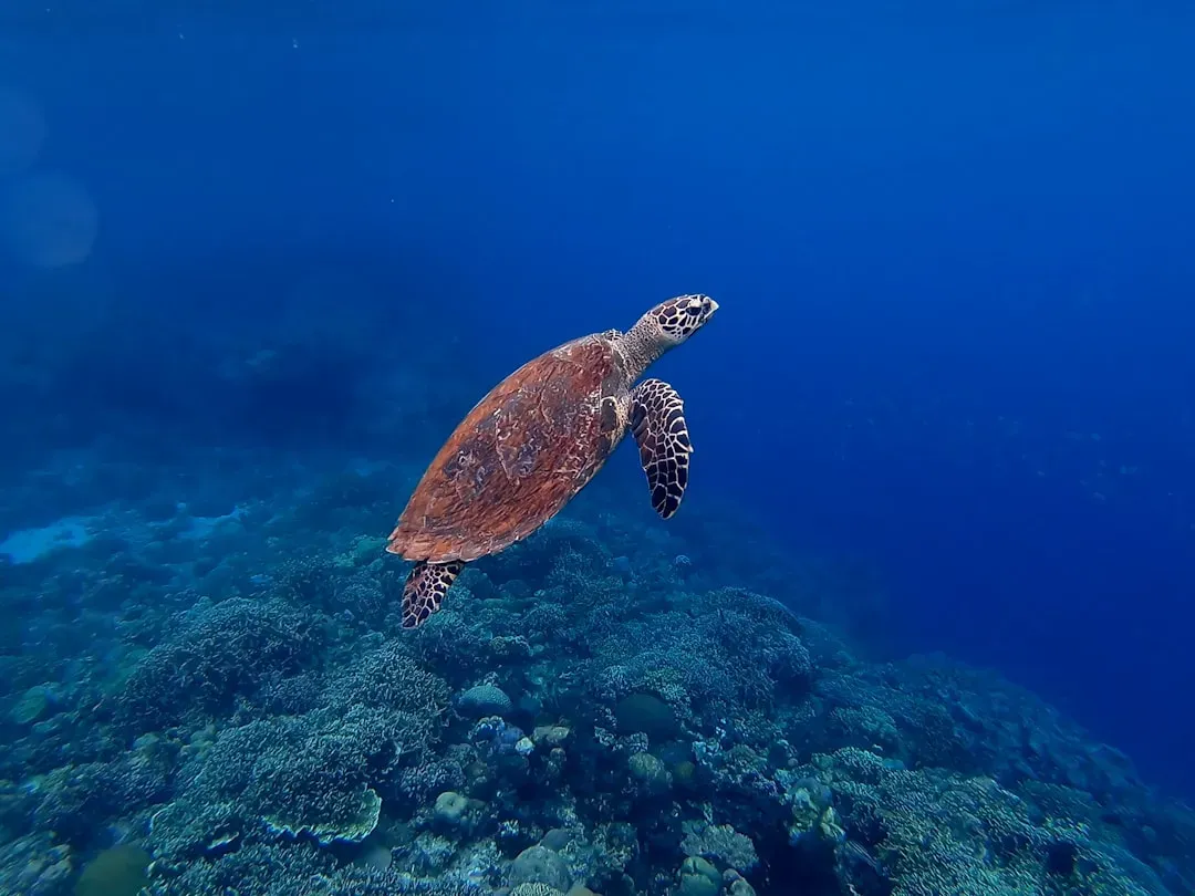 2. Hawksbill Sea Turtle – Gardeners of Coral Reefs (Image Credits: Unsplash)