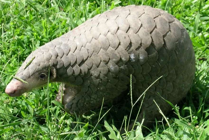 Why Pangolins Are  (Manis pentadactyla, CC BY 2.0)