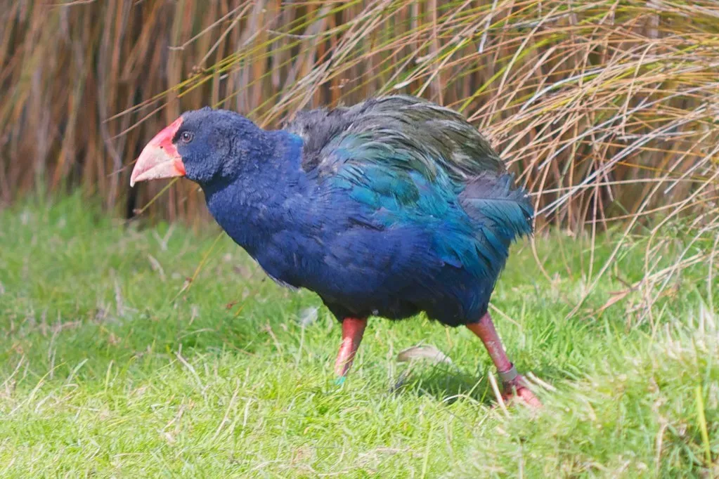 #11 - Takahe: Written Off as Gone, Then Found in the High Country (tewahipounamu, Flickr, CC BY-SA 2.0)
