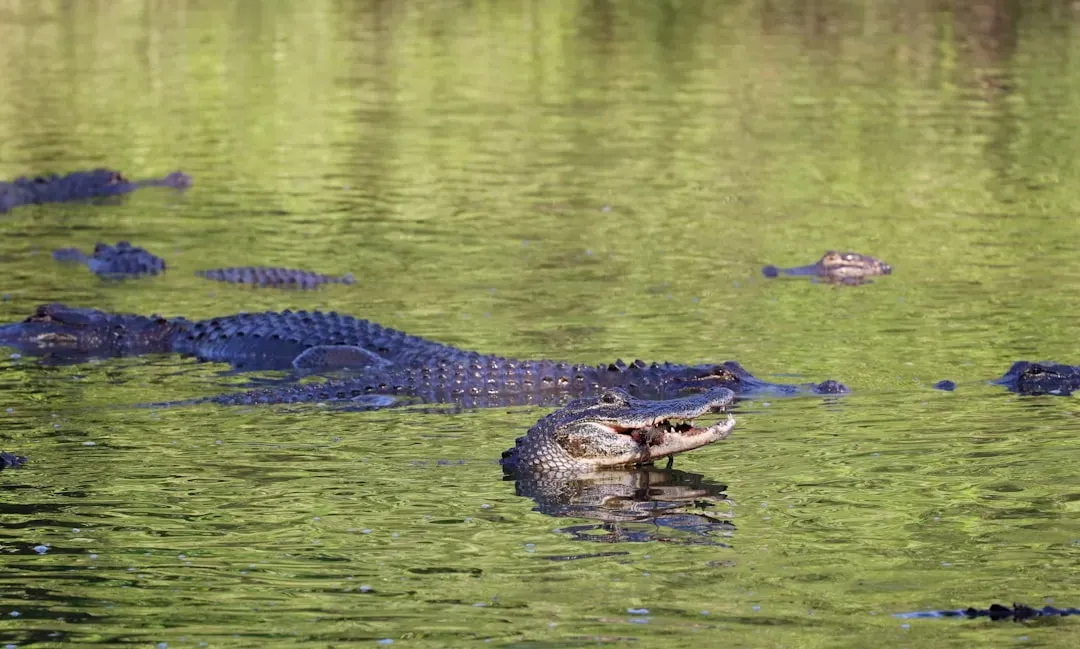 1. Alligators Bounced Back From the Brink (Image Credits: Unsplash)