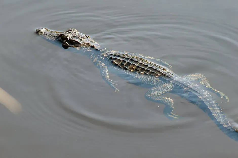 9. Alligators in Freezing Swamps: The Strange Art of “Snorkeling” Ice (Image Credits: Pexels)