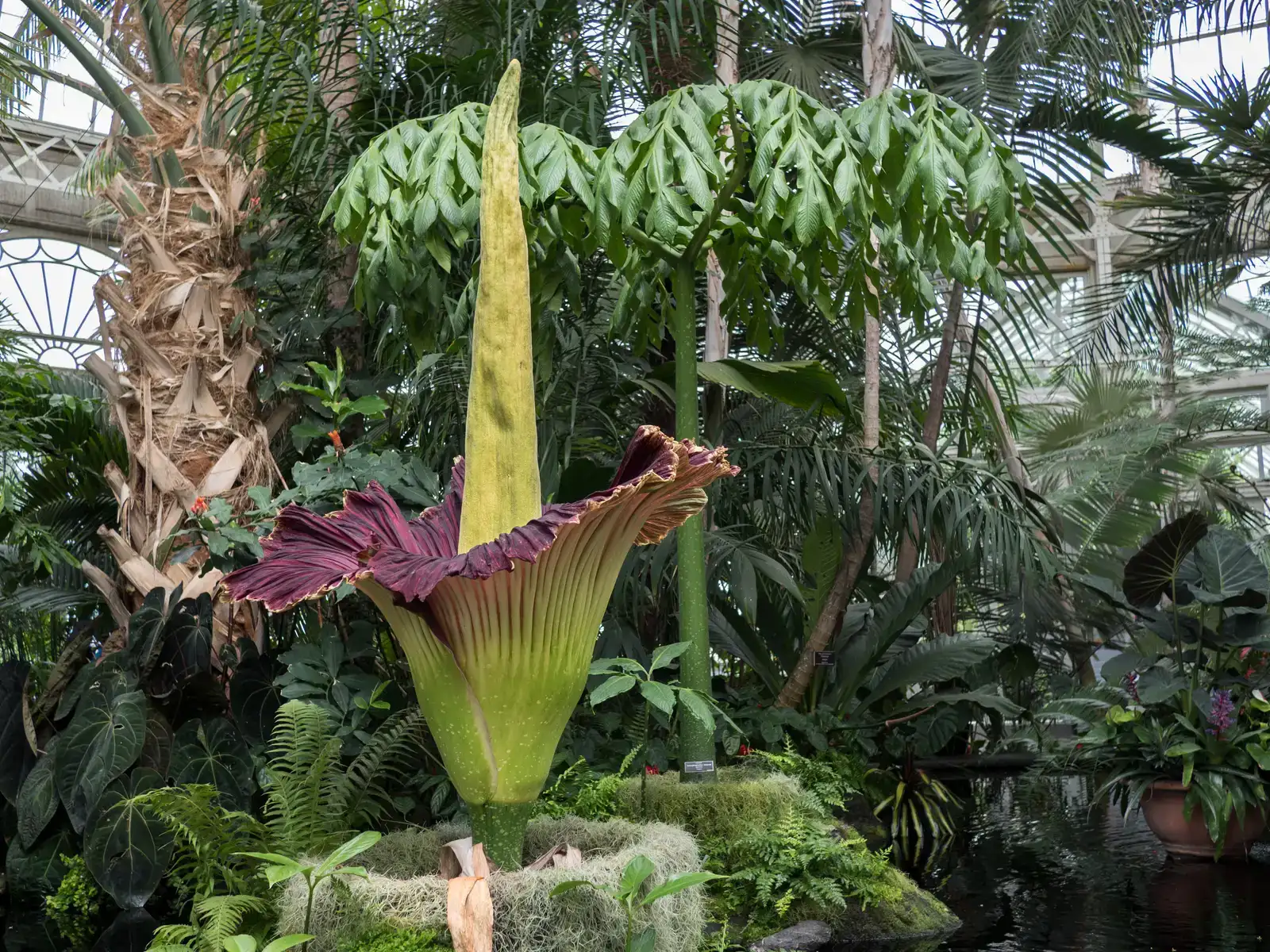 Corpse Flower Heats Up to Nearly 100 Degrees (Image Credits: Wikimedia)