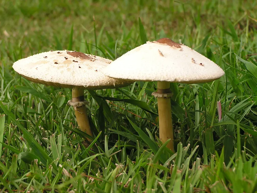 When to Worry - and When to Just Enjoy the Weird Beauty (Image Credits: Flickr)
