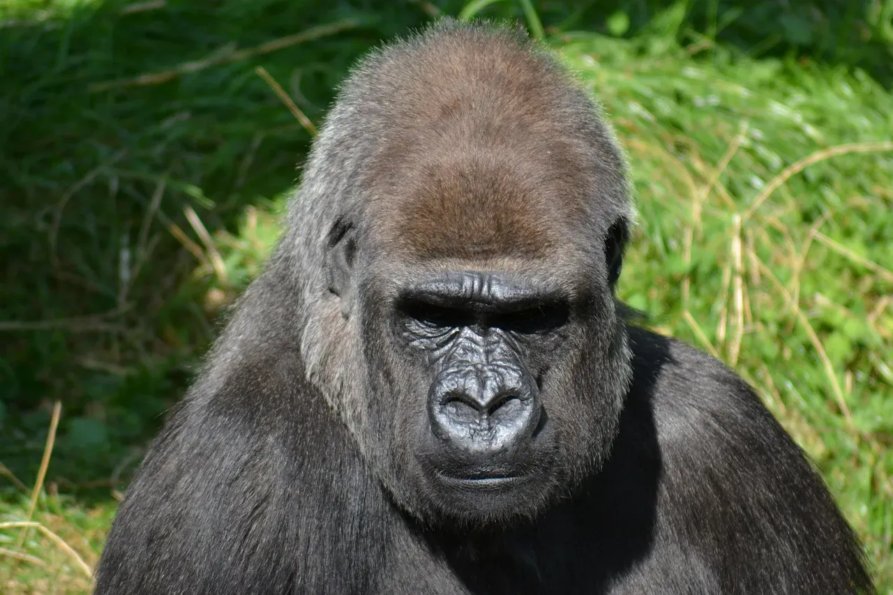 Inside the Gorilla Brain: Inhibition, Not Fear (Image Credits: Pixabay)