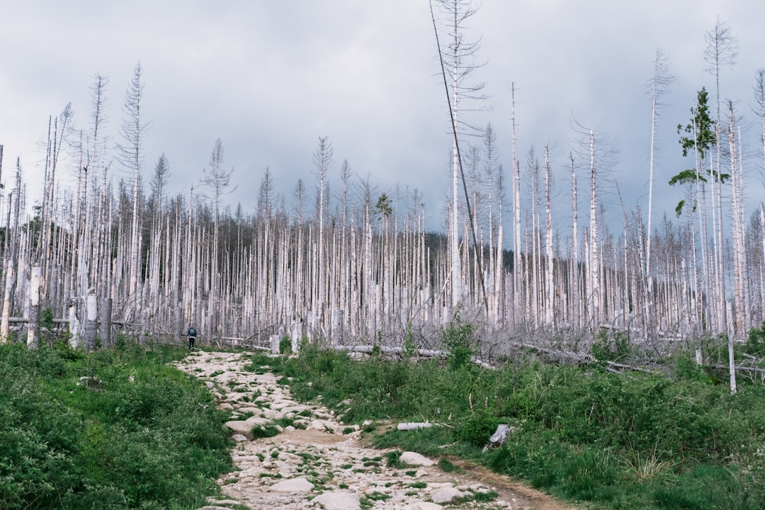 The Tunguska Airburst: Trees Toppled, Answers Not So Much (Image Credits: Unsplash)