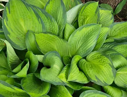 #7 - Scheele's Green: The Wallpaper That May Have Killed an Emperor (Image Credits: Pexels)