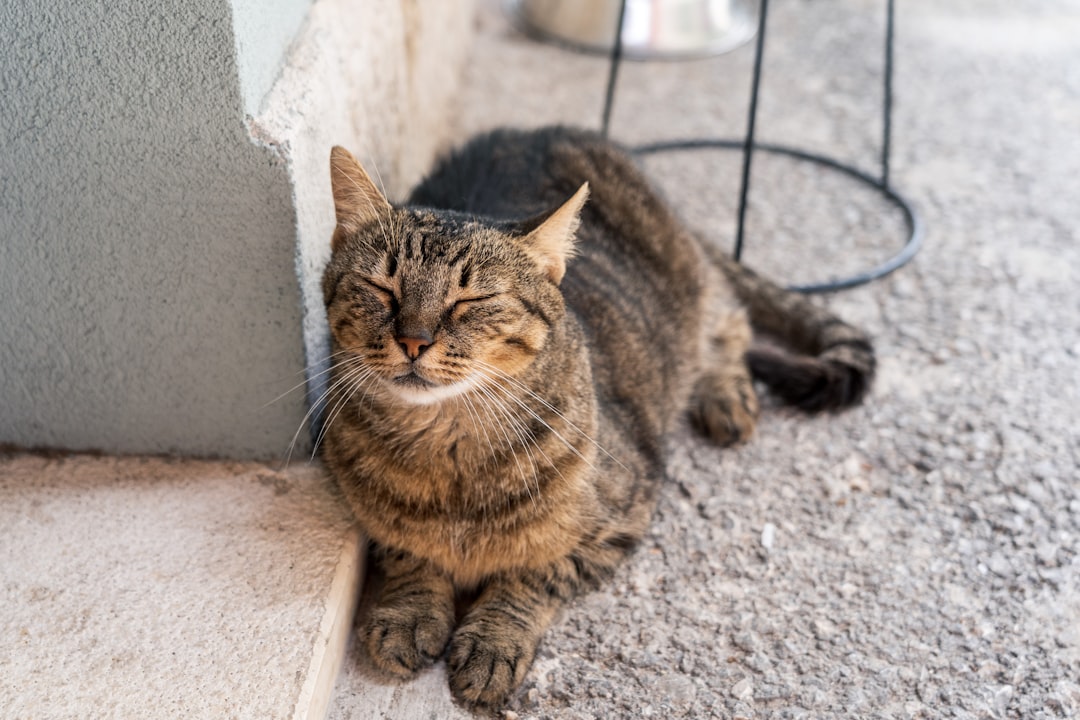 The Meditative Cat: Masters of Present-Moment Awareness (Image Credits: Unsplash)