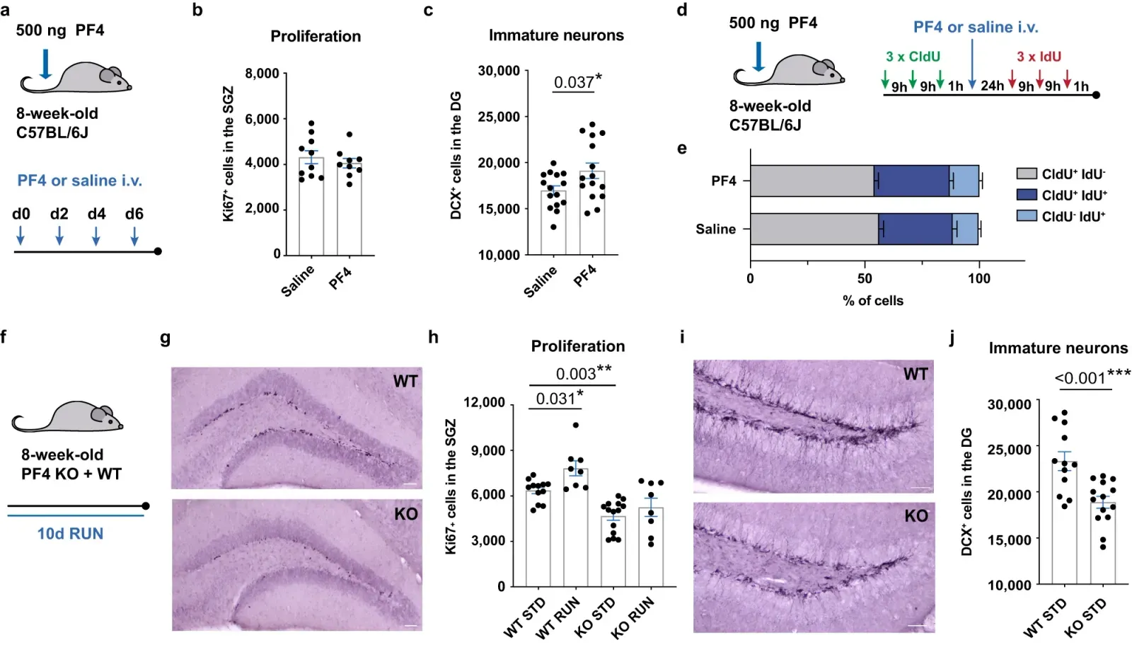 The "Resilience Signature": A Cellular Blueprint for Staying Sharp (By Authors of the study: Odette Leiter, David Brici, Stephen J. Fletcher, Xuan Ling Hilary Yong, Jocelyn Widagdo, Nicholas Matigian, Adam B. Schroer, Gregor Bieri, Daniel G. Blackmore, Perry F. Bartlett, Victor Anggono, Saul A. Villeda & Tara L. Walker, CC BY 4.0)