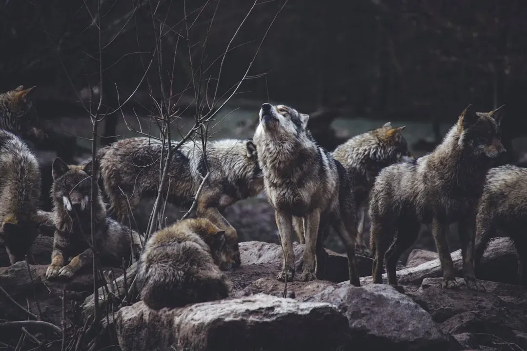 Why It Matters: Beyond Wolves to the Future of Working Wildlands (Image Credits: Unsplash)