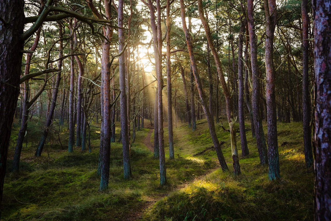 Earth's Natural Frequency Connection to Forest Systems (Image Credits: Pixabay)