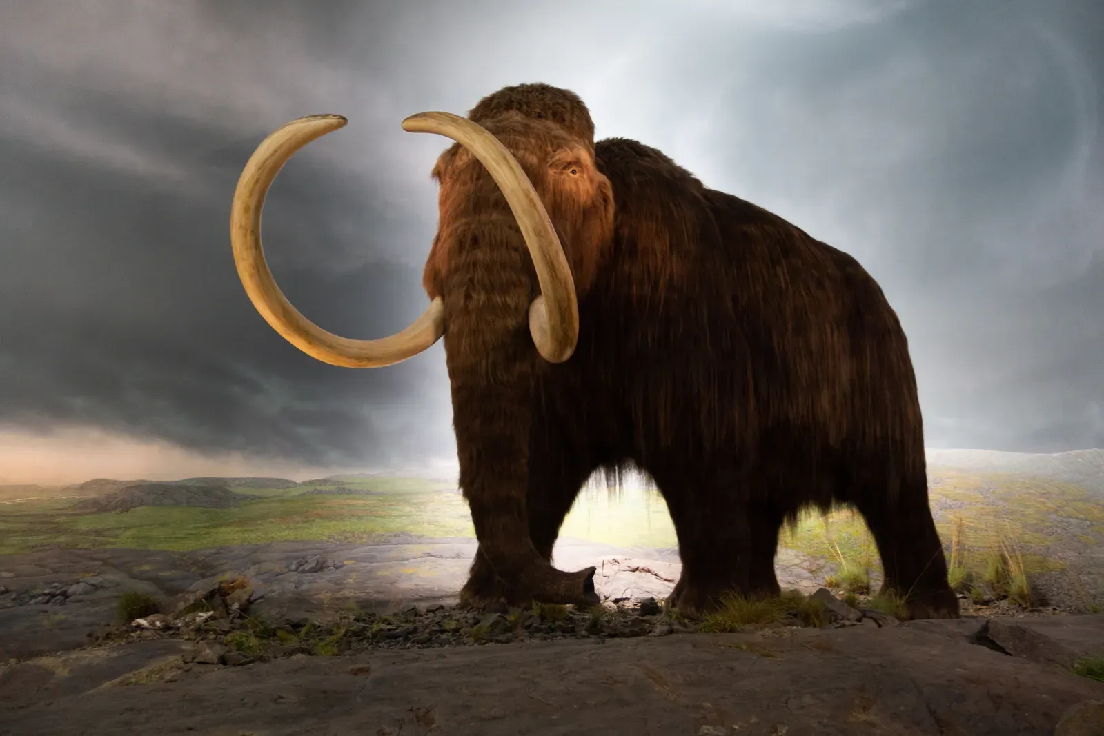 Taurus and the Woolly Mammoth: Patient Strength Built to Endure (Image Credits: Wikimedia)