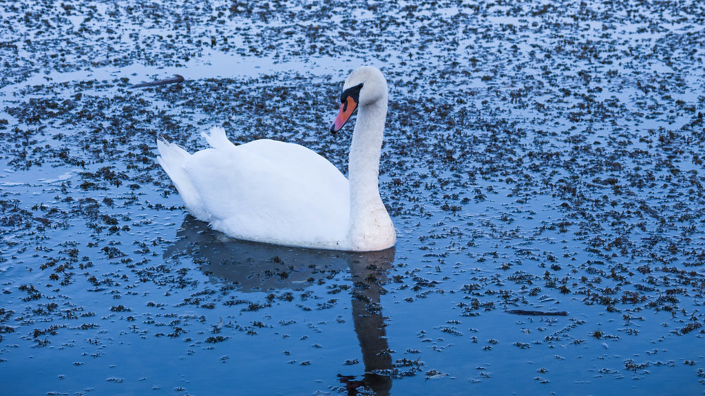 Cancer: The Nurturing Swan of Water (Image Credits: Flickr)