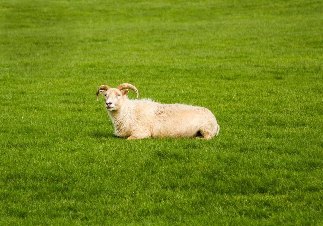 The Calm Sheep: Finding Peace in Community (Image Credits: Unsplash)