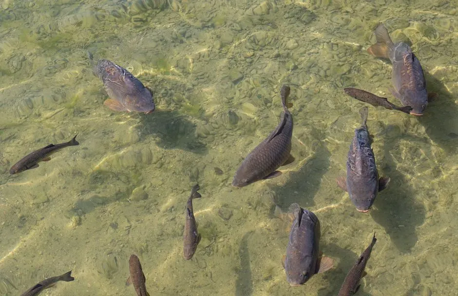#9 Asian Carp Threatening North America’s Great Lakes (Image Credits: Pexels)
