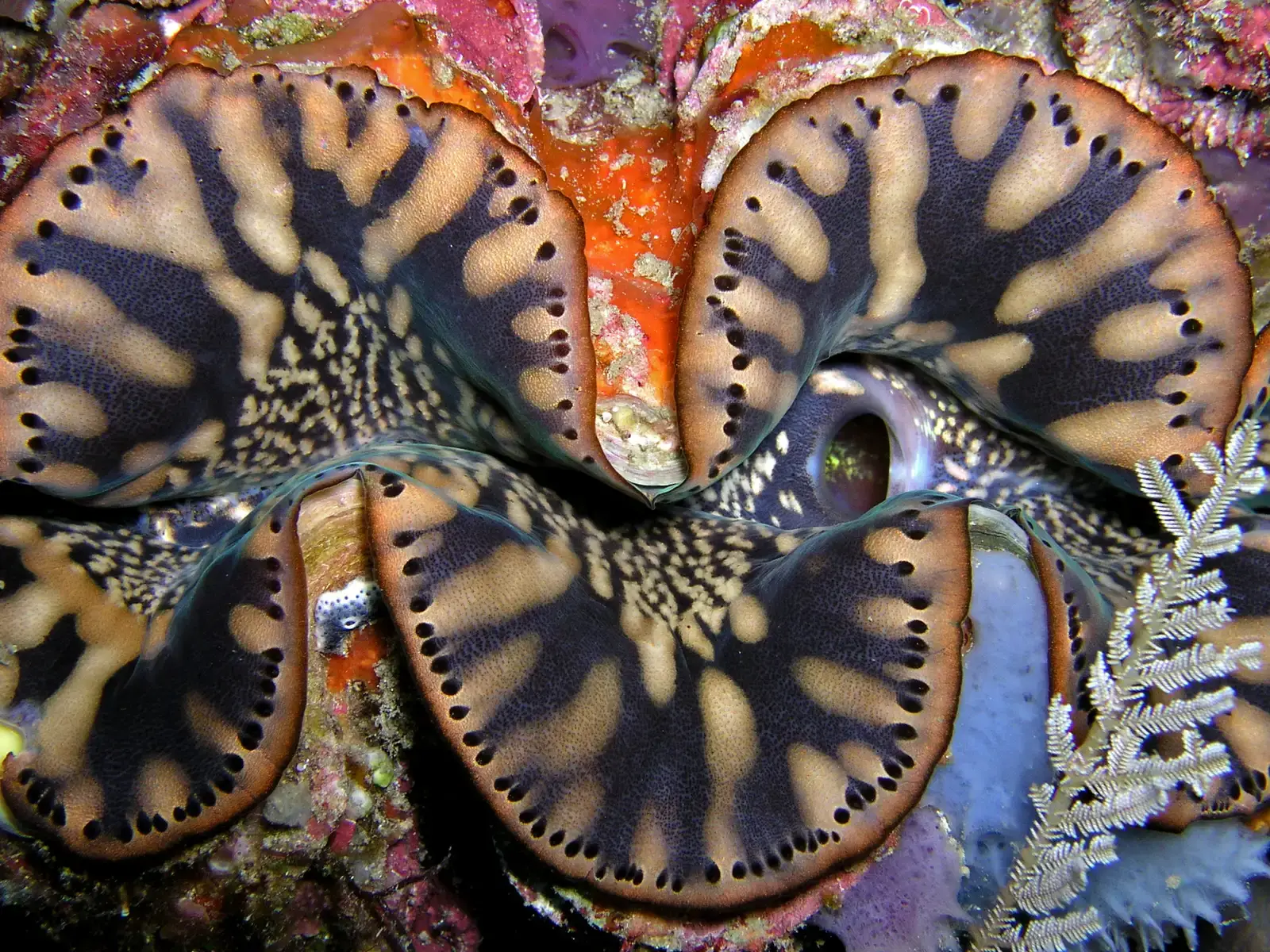 3. Those Wild Colors Are Living Solar Panels (By Nhobgood Nick Hobgood, CC BY-SA 3.0)