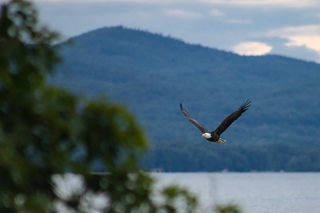 The Role of Topography in Wind-Driven Flight (Image Credits: Unsplash)