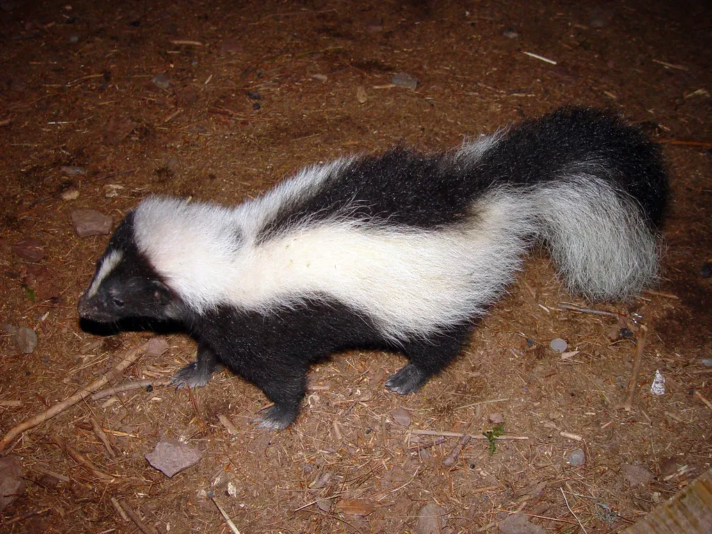 8. Skunks Are Surprisingly Calm Around Familiar Humans (GWP Photography, Flickr, CC BY 2.0)