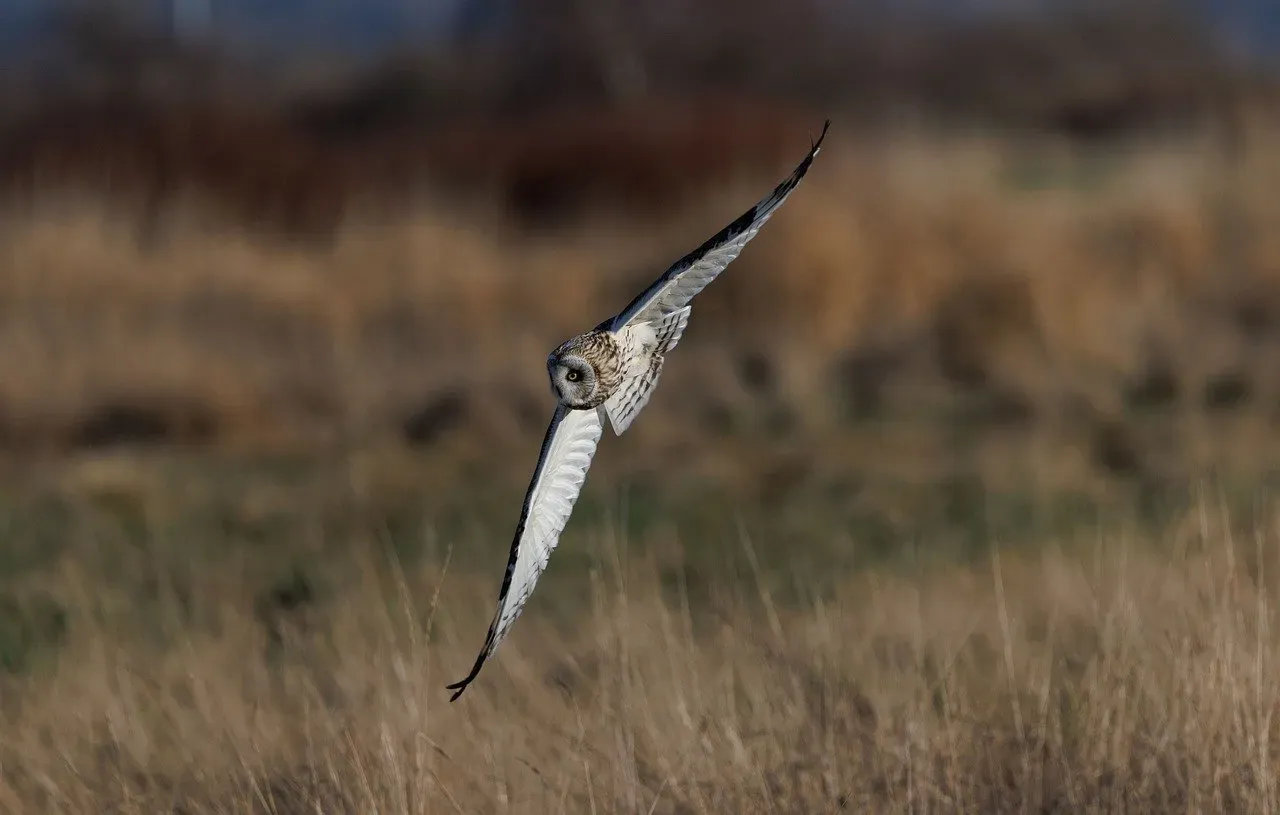 How Wings Actually Create Lift (Image Credits: Pixabay)