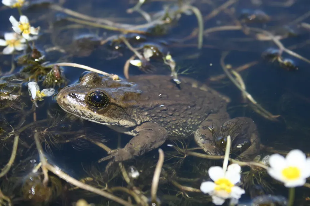 How your frog’s skin manages both breathing and hydration at once (USFWS Pacific Southwest Region, Flickr, CC BY 2.0)