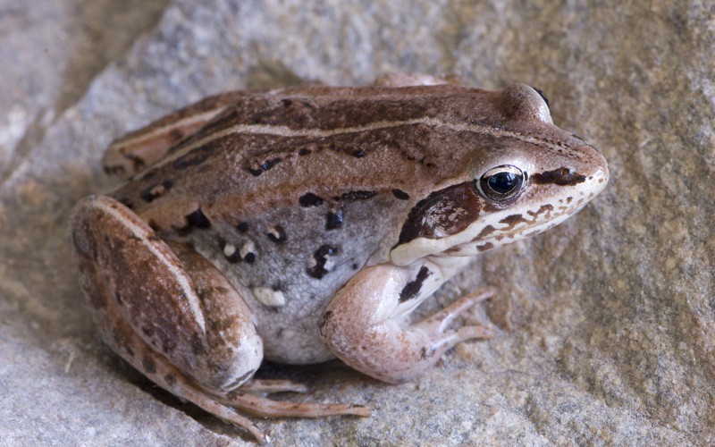 The Multiple Freeze-Thaw Advantage (Image Credits: Flickr)