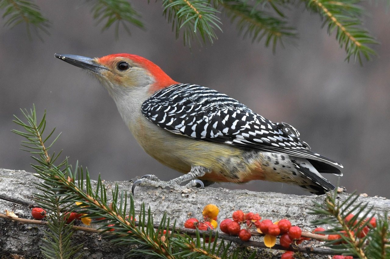 Red-Cockaded Woodpecker: Forest Phoenix (Image Credits: Pixabay)