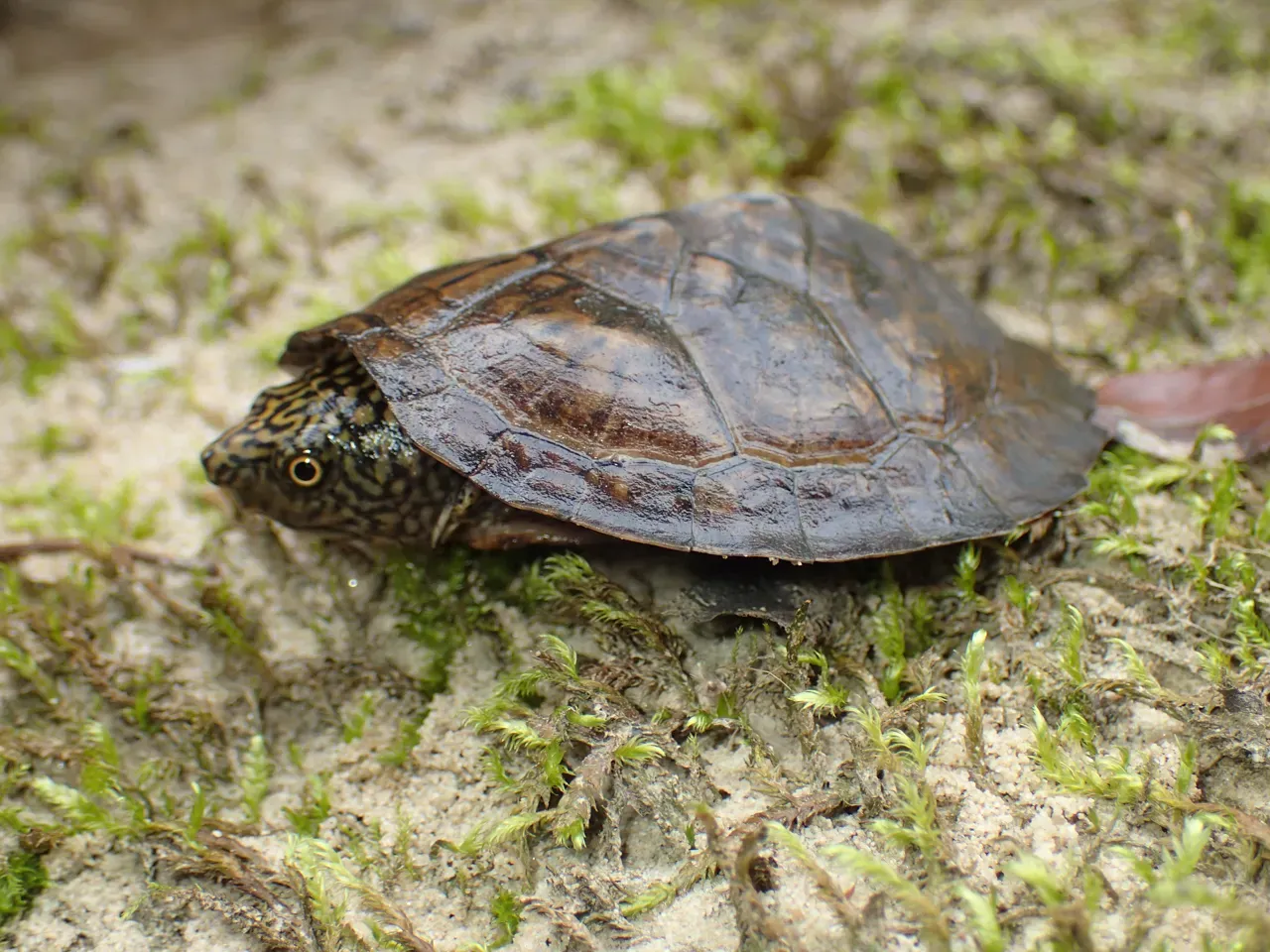 4. Flattened Musk Turtle – A River Specialist on the Edge (By John P Friel, CC BY 4.0)