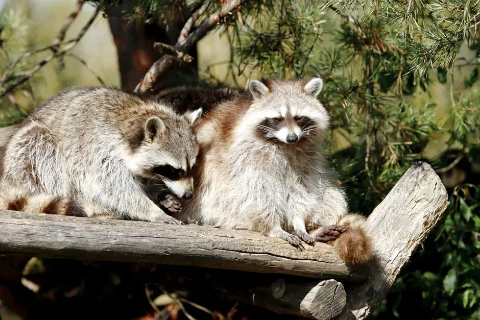 1. Raccoons Are Shockingly Smart Problem‑Solvers (Image Credits: Pexels)
