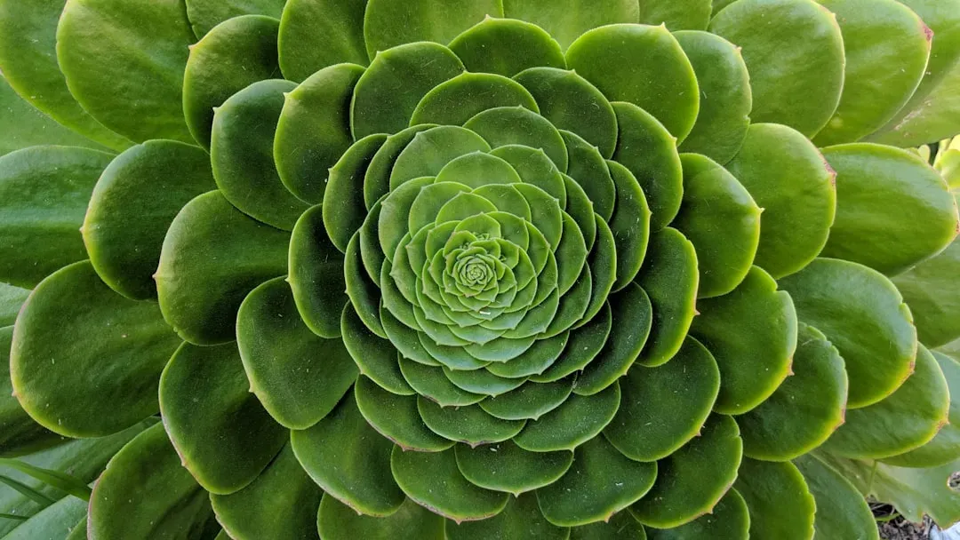 Inside the Growing Tip: How Biology “Calculates” Fibonacci (Image Credits: Unsplash)