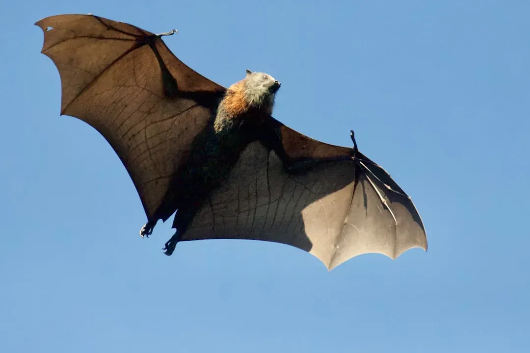 Bats: Precision flight with sound alone (Image Credits: Unsplash)