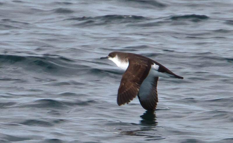 Manx Shearwater (Image Credits: Wikimedia)