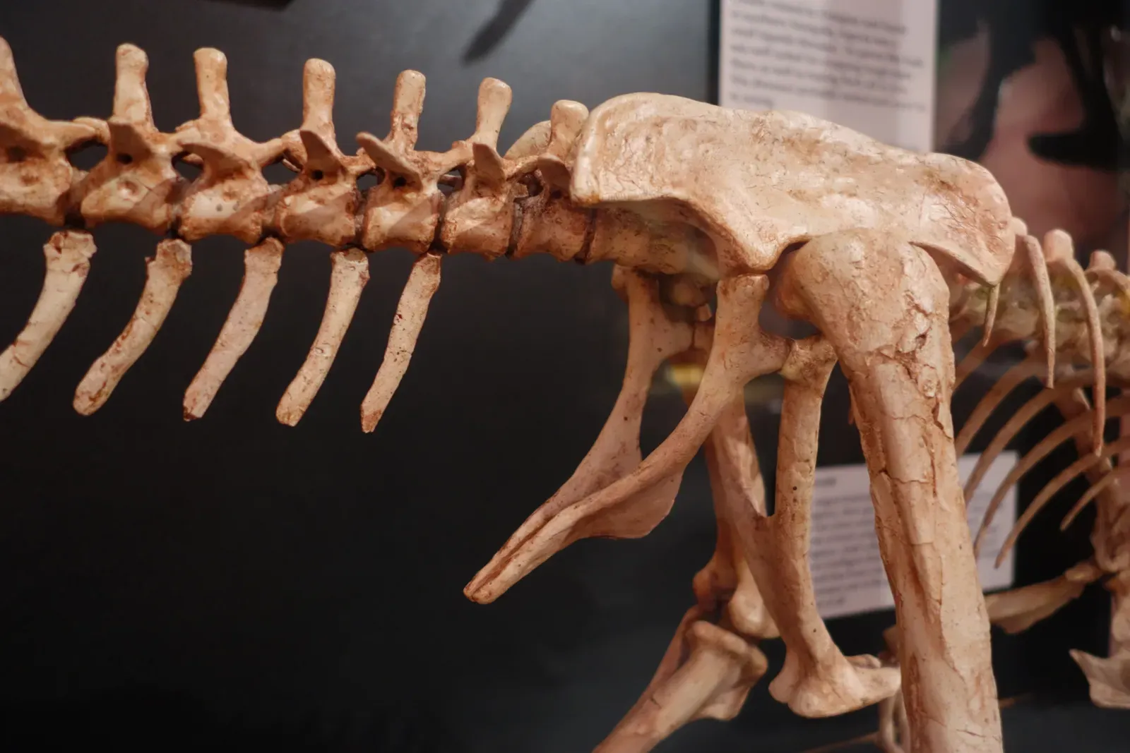 The Hidden Clues: Why “Oldest Living” Is Harder to Define Than It Sounds (Image Credits: Wikimedia)