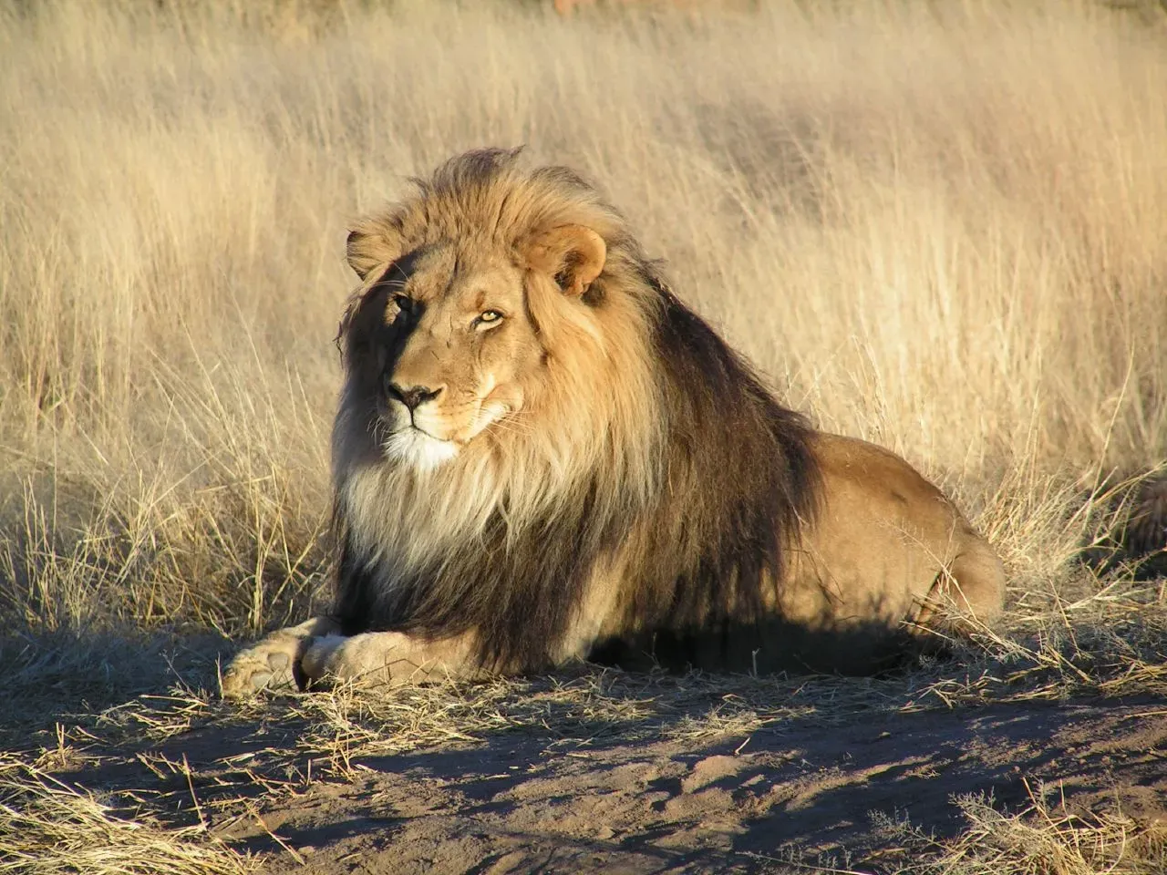Leo and the Lion: Born to Lead (Image Credits: Wikimedia)
