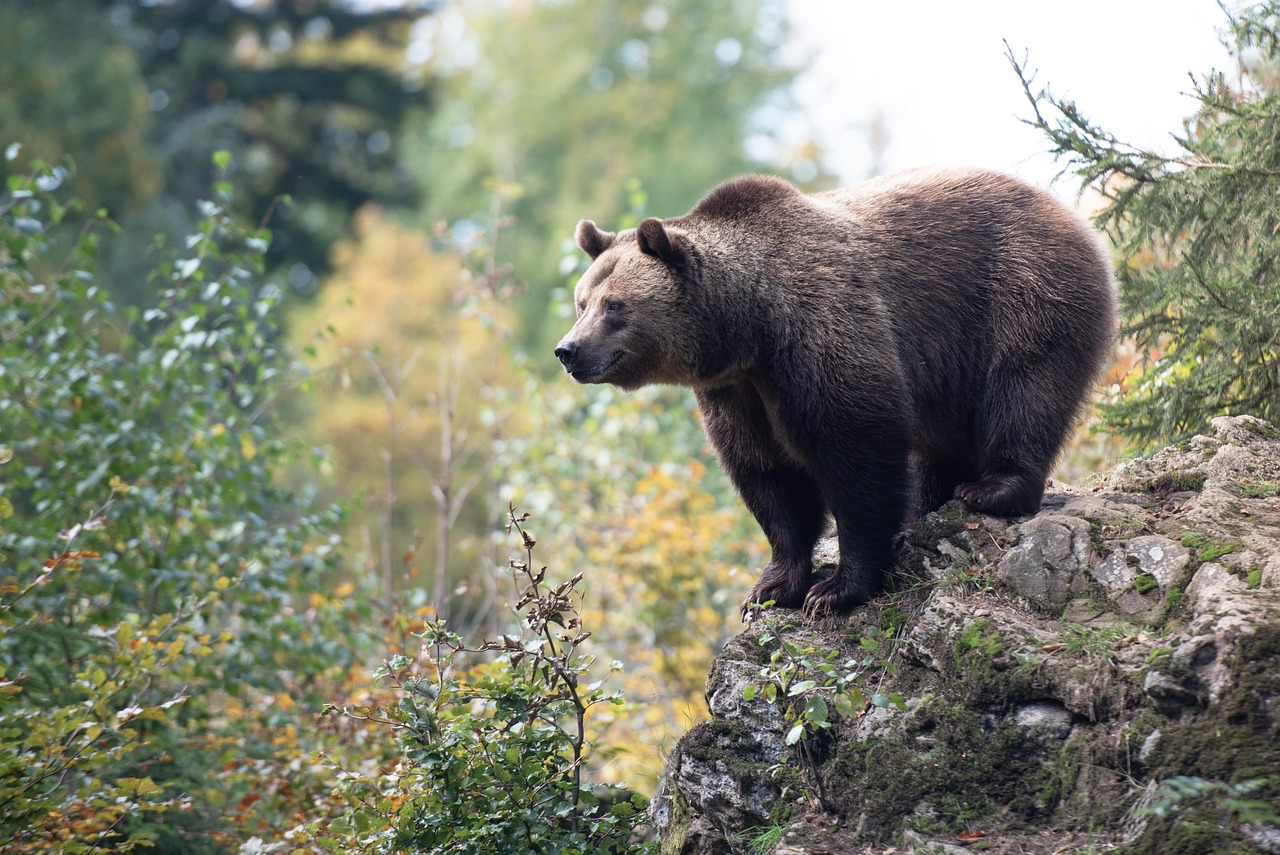 September: The Bear - Wisdom of Autumn Preparation (Image Credits: Pixabay)