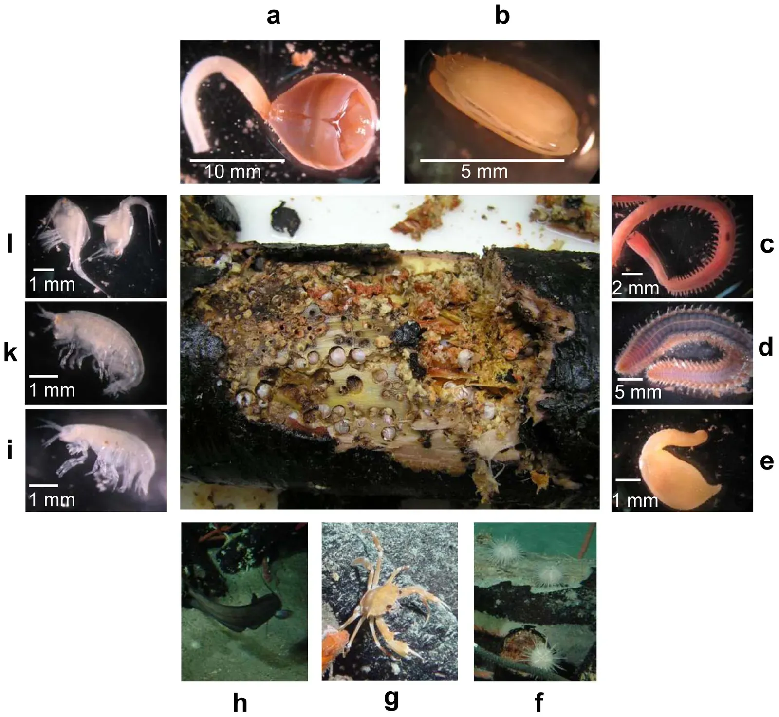 #10 - The Amphipod Haul That Created a Brand-New Branch on the Tree of Life (Bienhold C, Pop Ristova P, Wenzhöfer F, Dittmar T, Boetius A (2013) How Deep-Sea Wood Falls Sustain Chemosynthetic Life. PLoS ONE 8(1): e53590. doi:10.1371/journal.pone.0053590, CC BY 2.5)